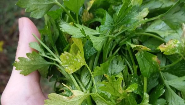 Parsley? Why is it considered as an anti-cancer food?