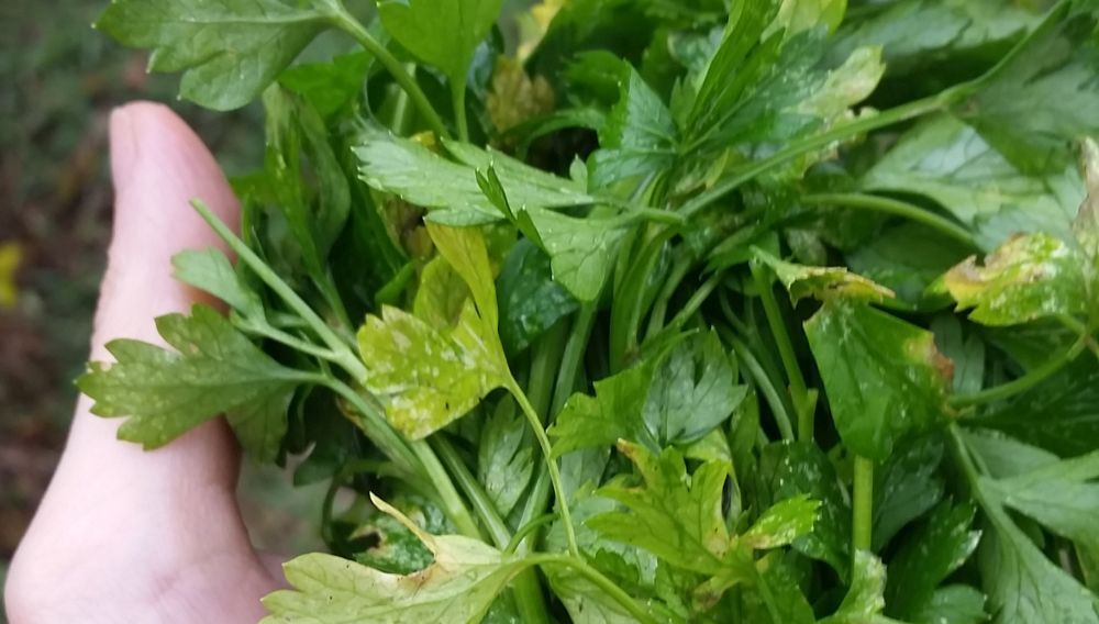 Parsley? Why is it considered as an anti-cancer food?
